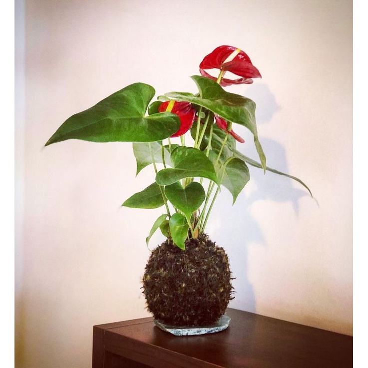 Kokedama Anthurium Bunga Merah