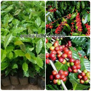 BIBIT KOPI ROBUSTA UNGGUL