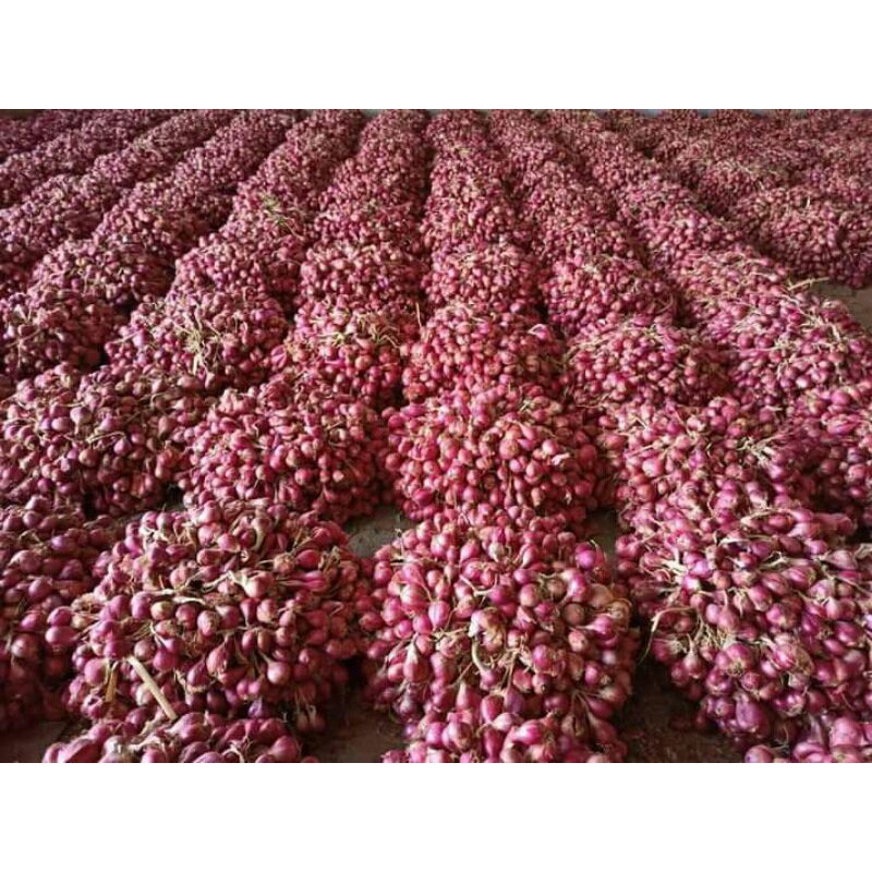 bibit bawang merah brebes (bima) 1kg