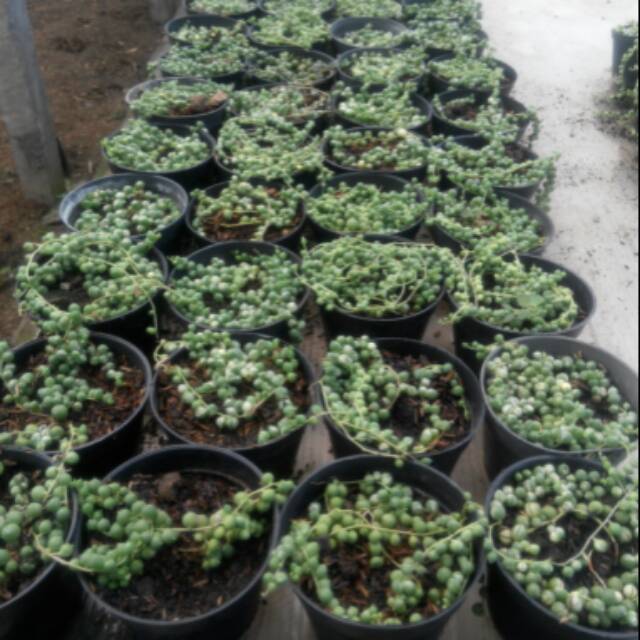 Suculen String of pearl