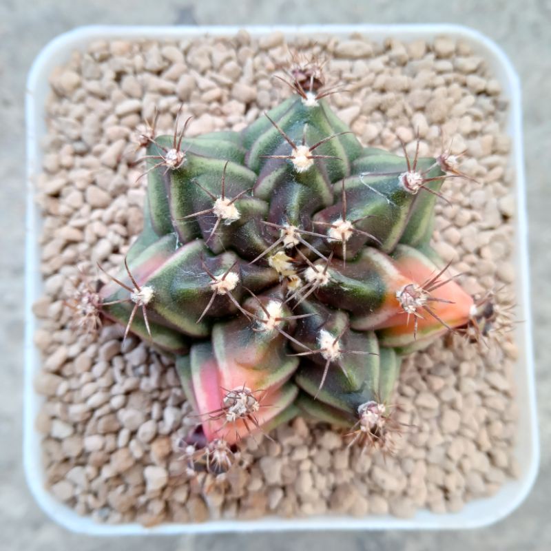 Kaktus Miha RootBeer | Gymnocalycium Mihanovichii Rootbeer | Gymno | Miha | Root Beer | Rotbeer | Ro