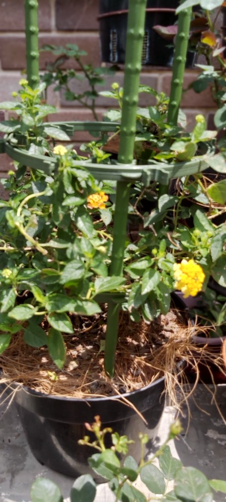 Bunga Lantana Bunga Oren