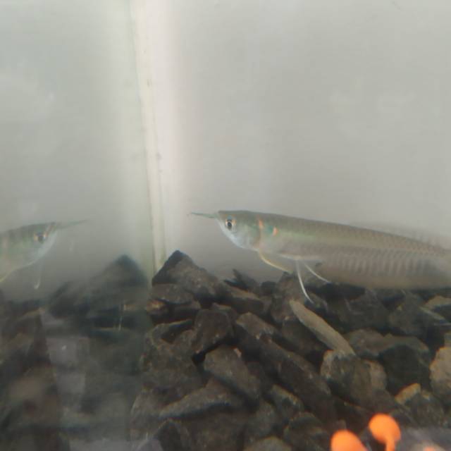 Ikan Arwana Silver