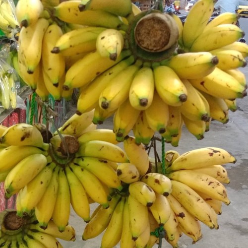 

Pisang Lampung 1 sisir