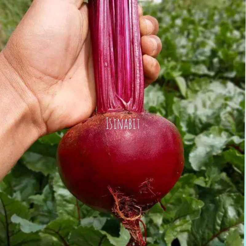 

Buah Bit Fresh 1Kg Isi 4-6 Buah