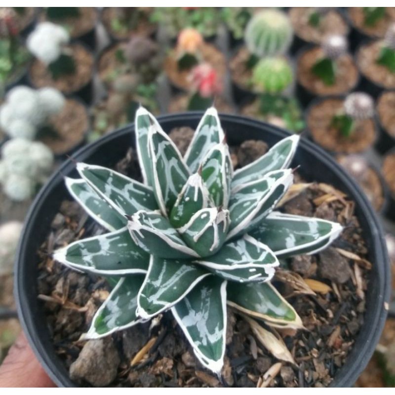 agave victoriae reginae