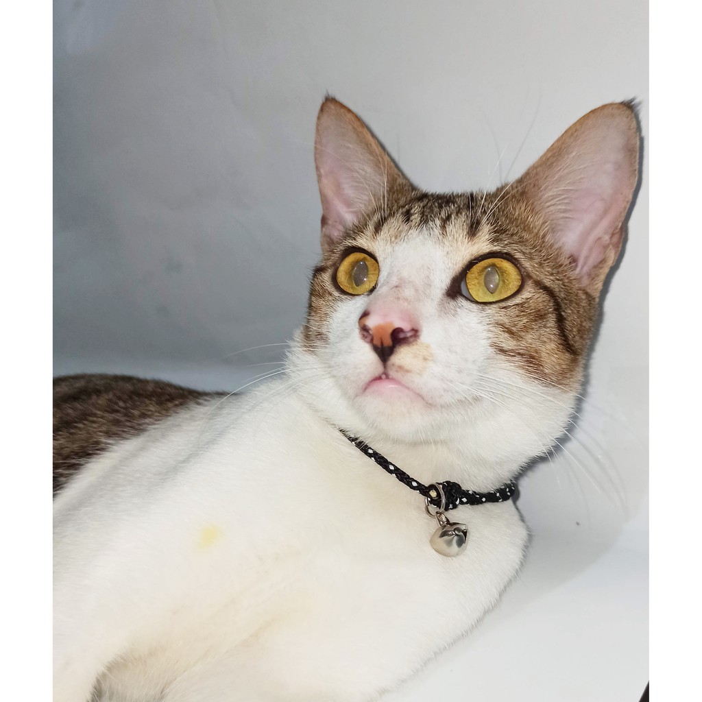 kalung kucing /kalung perusik /kelinci/ kalung anjing tali prusik 3mm bell / lonceng TERMURAH-4