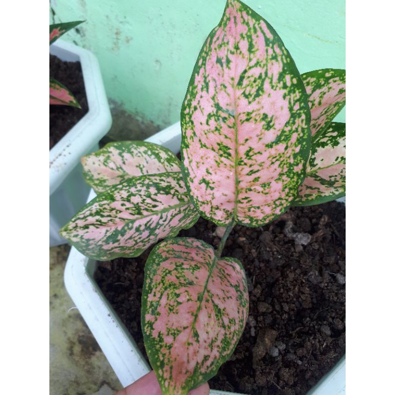 aglonema valentine / aglonema murah / aglonema pink lady / aglonema cantik
