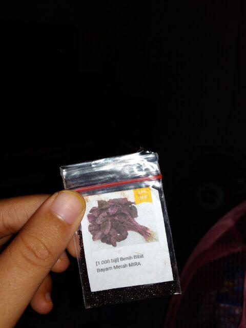 Biji Benih Sayur Bayam Merah