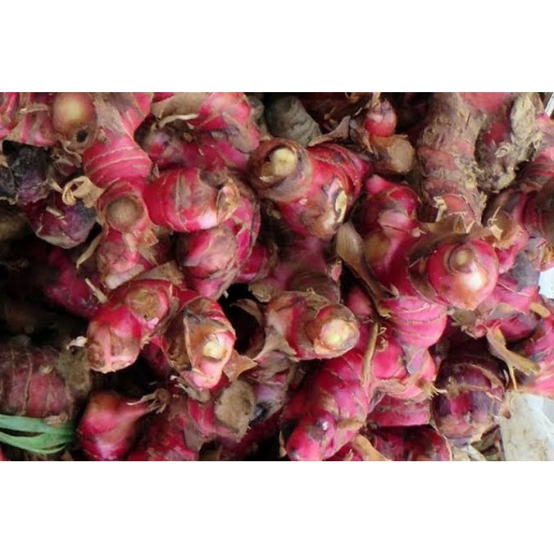 

Jahe Merah Super Bisa Untuk Bibit Terbaik 1kg