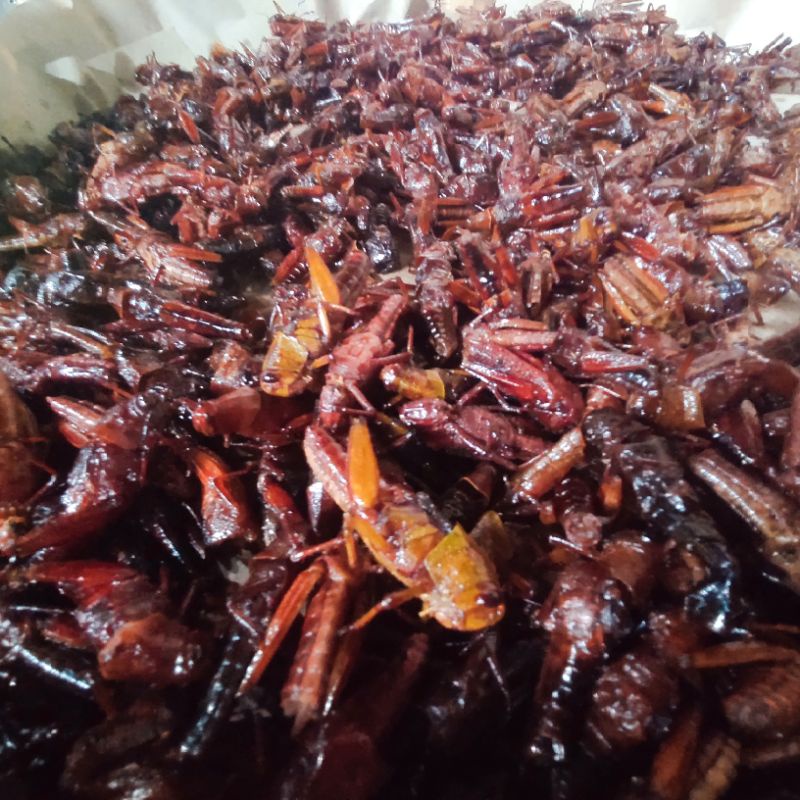 

belalang goreng original kiloan