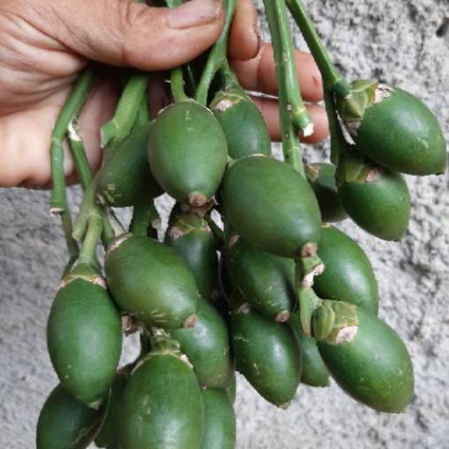 

Buah herbal buah pinang muda perkilo