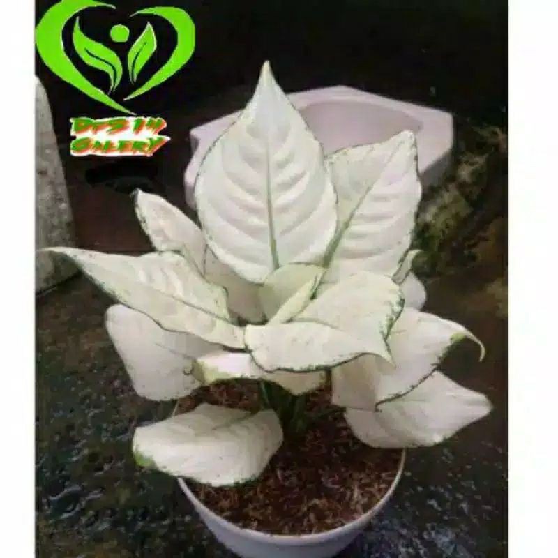 promo bonggol aglonema super white