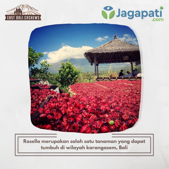 

East Bali Cashews - Rosella Hibiscus Tea 35gr - Teh Rosella - Herbal