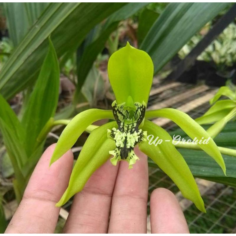 Anggrek Hitam Kalimantan Coelogyne Pandurata Dewasa