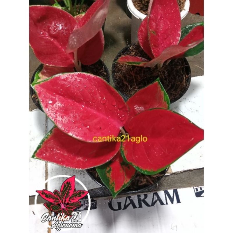 Aglonema Suksom jaipong dewasa