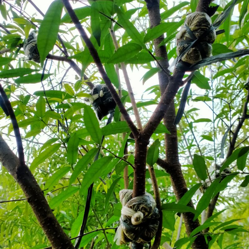 cangkok anting putri