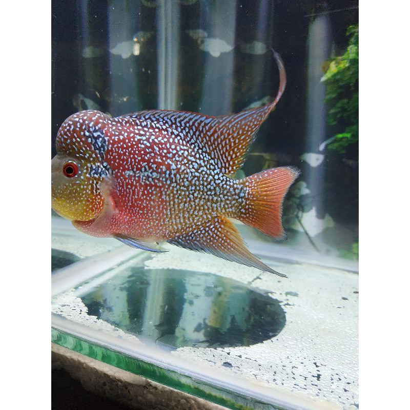 

ikan louhan srd