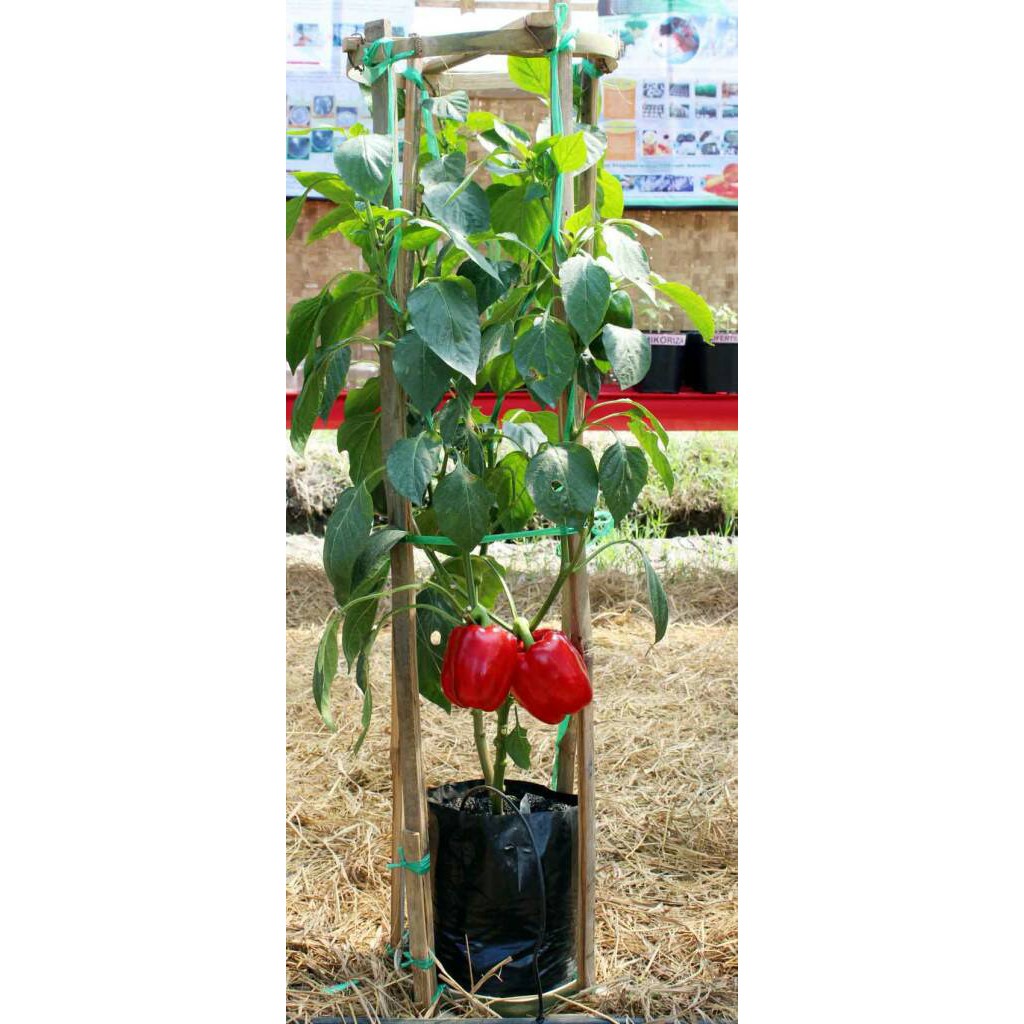 BENIH PAPRIKA MERAH BIBIT SAYURAN UNGGUL