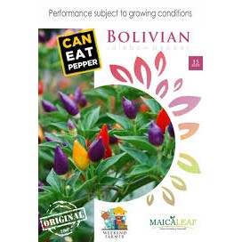 BENIH BIBIT CABE PELANGI | BENIH CABAI RAINBOE | BENIH CABE HIAS MAICA LEAF