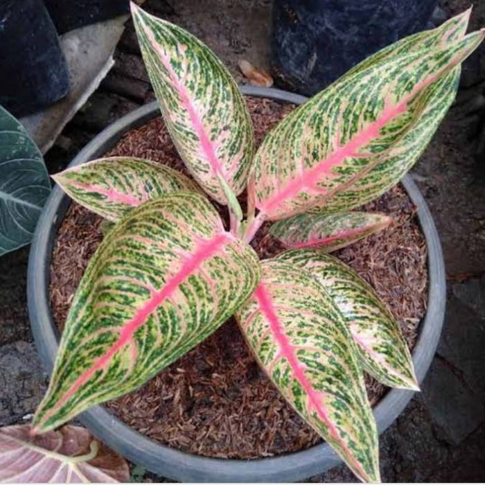 bibit aglonema legacy