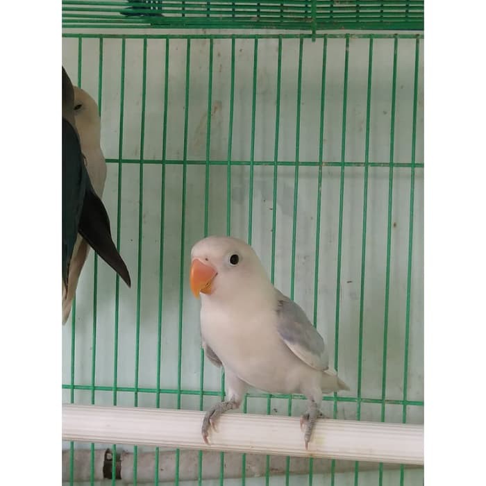 Burung Lovebird Lb Gs Blorok Biru Daput Langka Jinak Lolohan