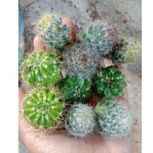 paket potelan kaktus mini/kaktus murah