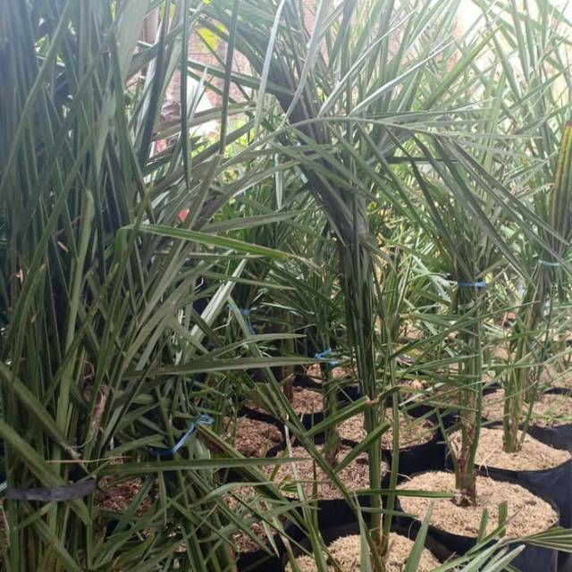 bibit kurma ajwa kurma nabi tinggi 70-100cm