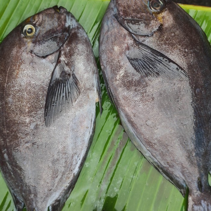 Jual Ikan Tawassang Baronang Shopee Indonesia