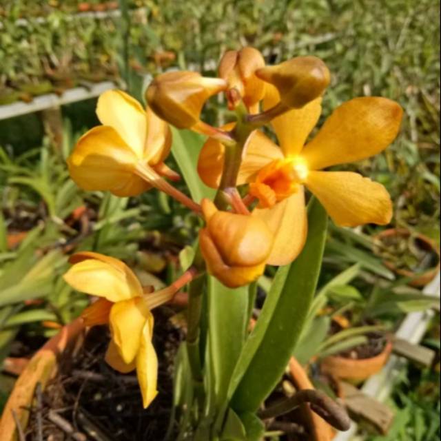 Anggrek Vanda Mokara Orange Bangkok Dewasa
