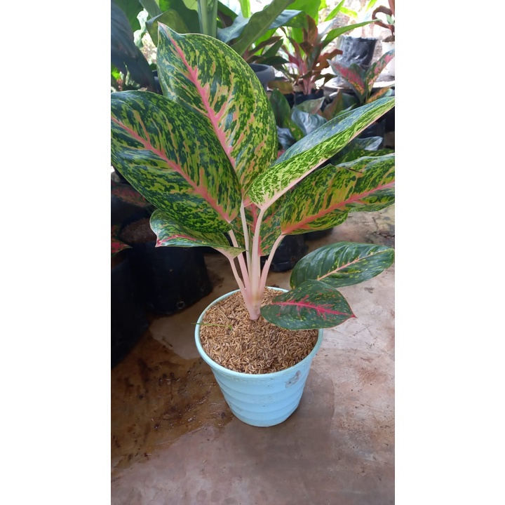 AGLONEMA BIG PAPA JUMBO