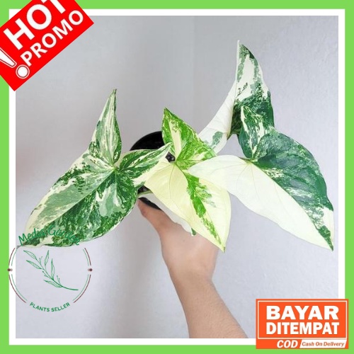 Tanaman Hias Syngonium Albo Varigata / SYNGONIUM ALBO
