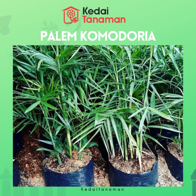 Tanaman Hidup Palem Bambu Komodoria - Tanaman Hias Palem Chamaedorea - bibit pohon Palm Comodoria