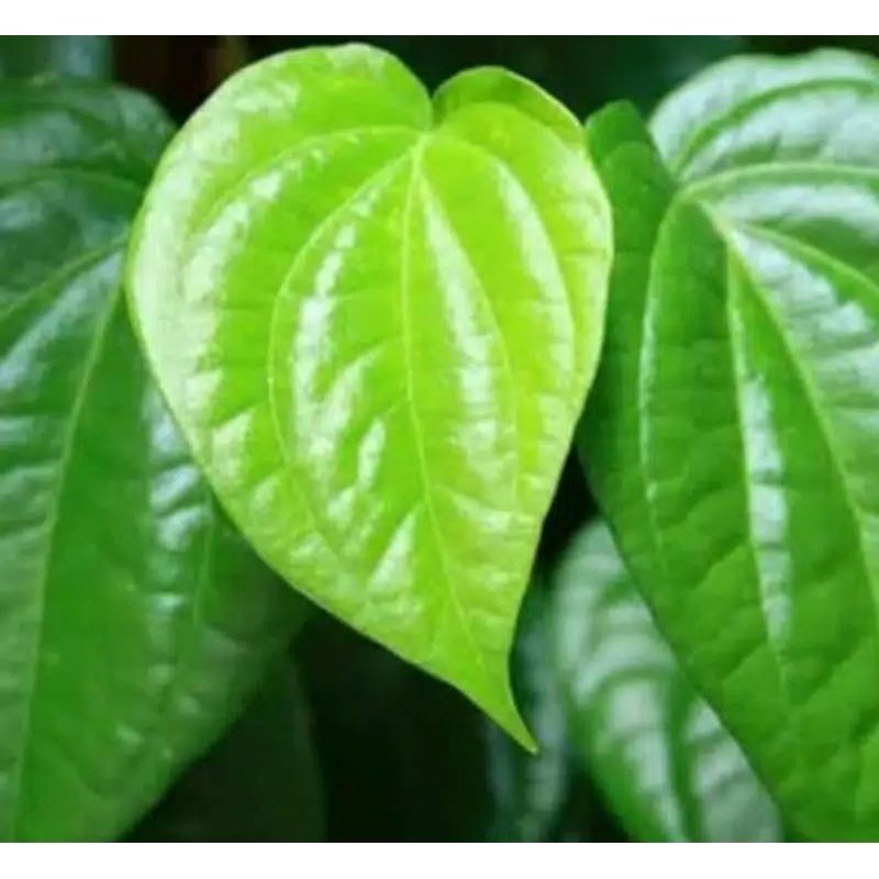 

daun sirih hijou daun sereh per 500 grm
