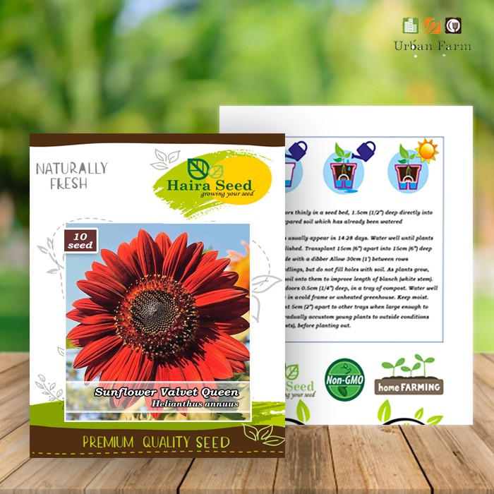 Benih-Bibit Bunga Matahari Merah Valvet Queen (Haira Seed)