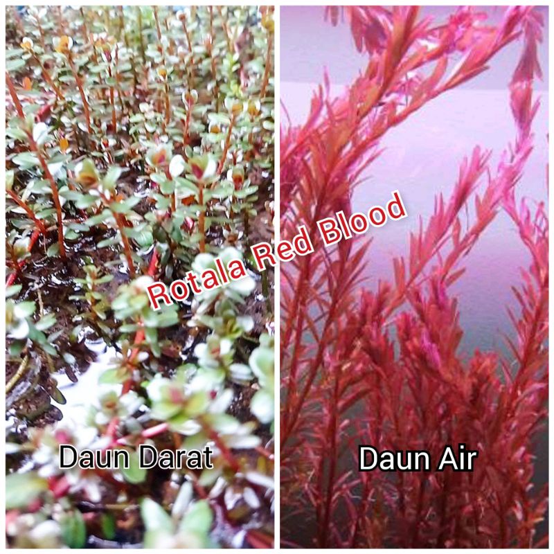 Tanaman Aquascape Rotala Red Blood