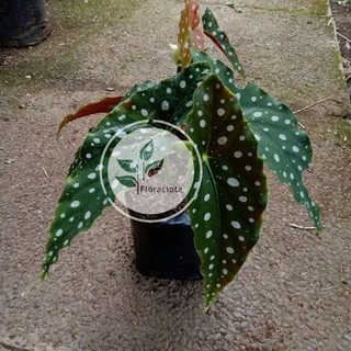  Tanaman  Hias Daun Calathea Black Lipstik Bibit  Pohon 