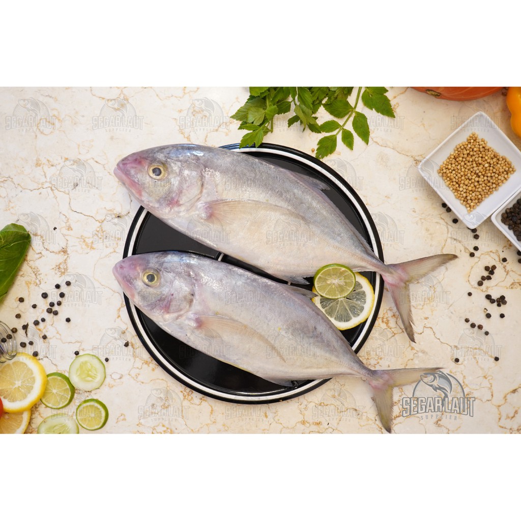 

IKAN KUWE LILIN | FRESH