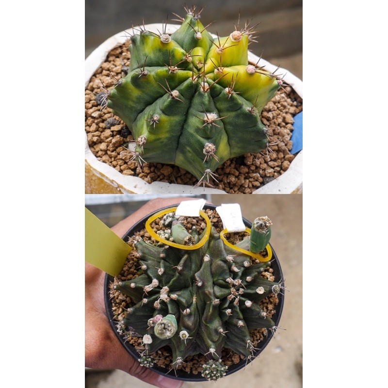 biji 50pcs kaktus miha x miha