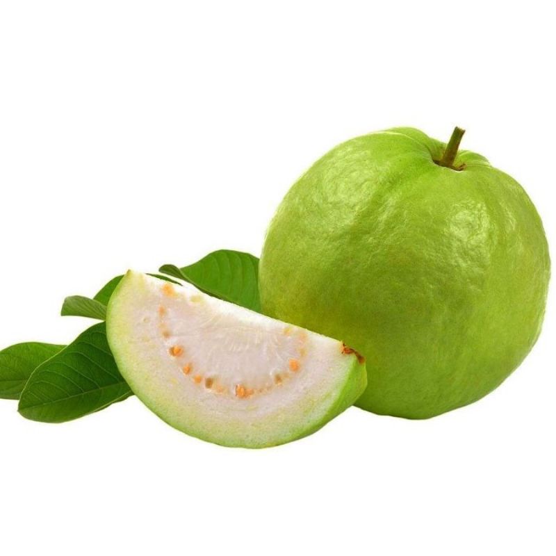 BiBIT JAMBU KRISTAL BERBUAH