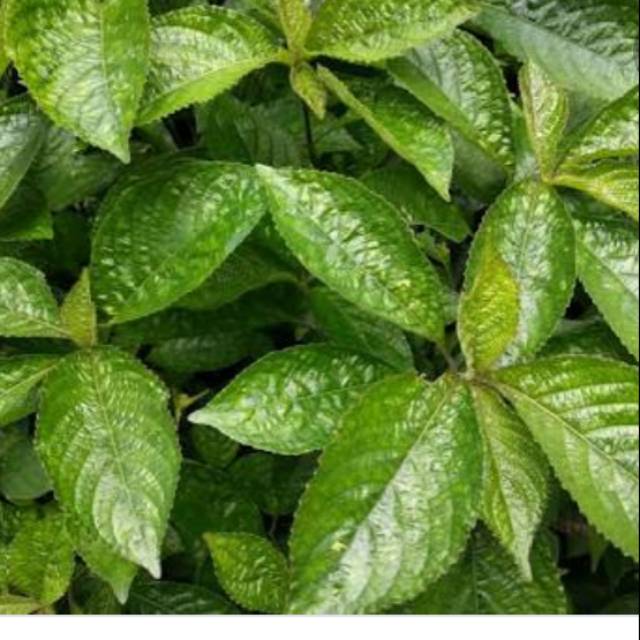 

Daun keji beling (pecah beling) obat herbal segarr 100Gr