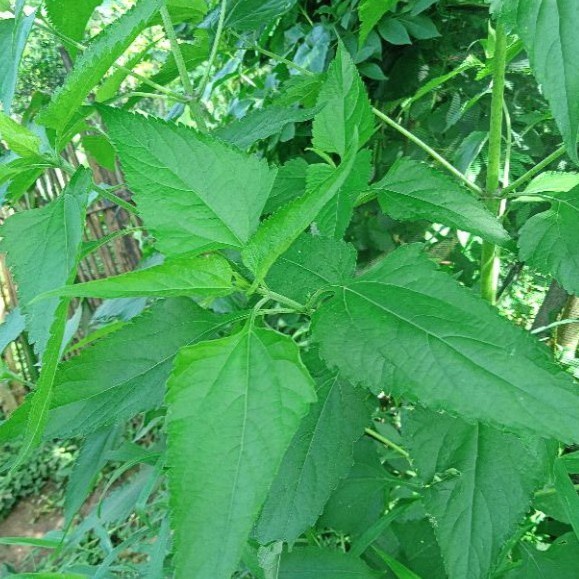 Promo Pohon Herbal Daun Balakacida