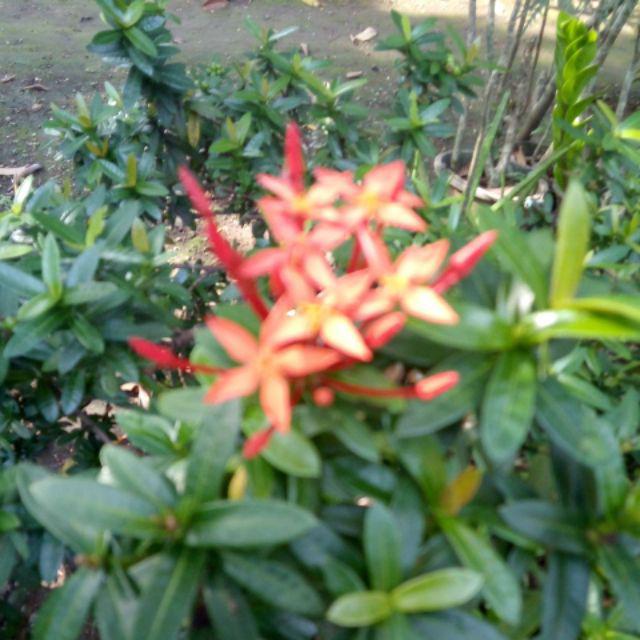 Couple Batik Keluarga Terbaru Sania Ruffle Batik Couple Ori Ndoro Jowi Dnt Garansi Termurah Mataram