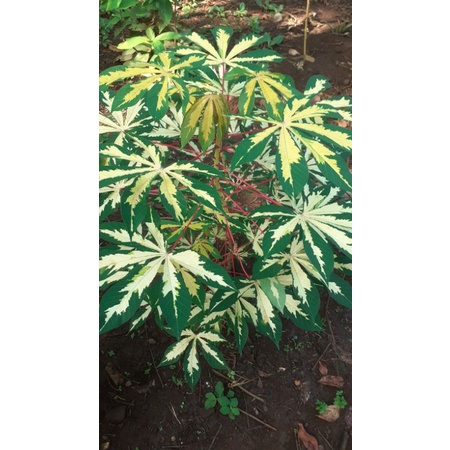 Stek singkong varigata