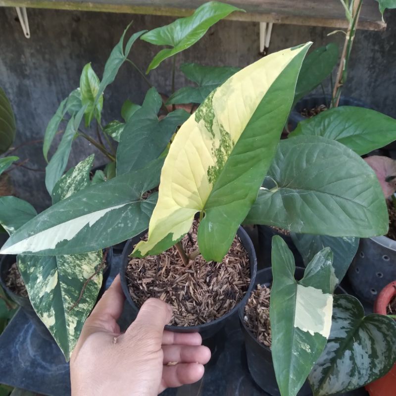 syngonium yellow variegata/syngonium aurea
