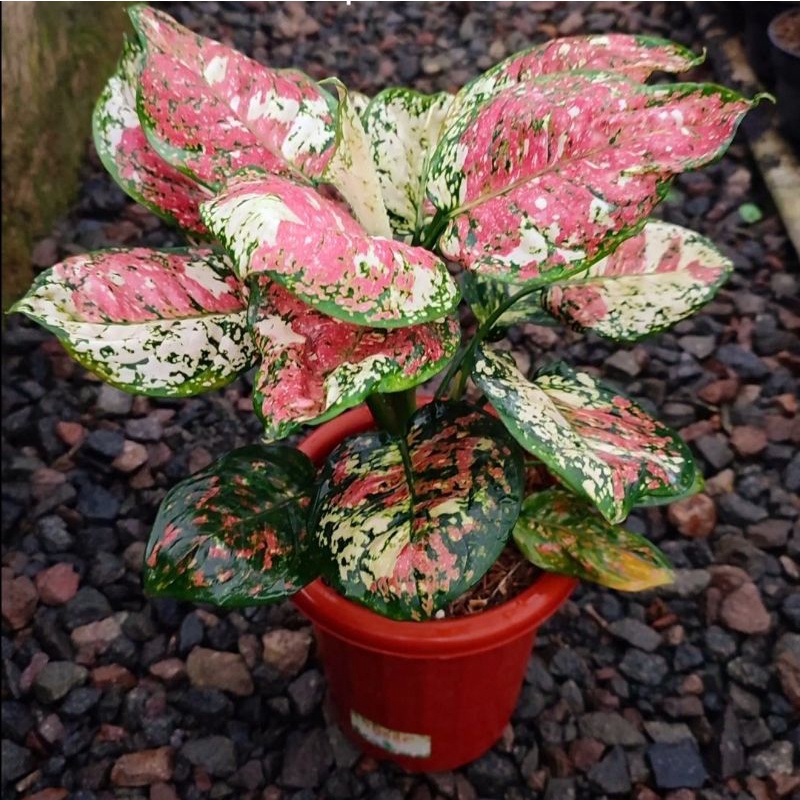 Aglonema tri color siam aurora (Tanaman hias aglaonema tri color) - tanaman hias hidup - bunga hidup