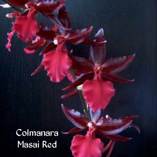 Anggrek oncidium massai red