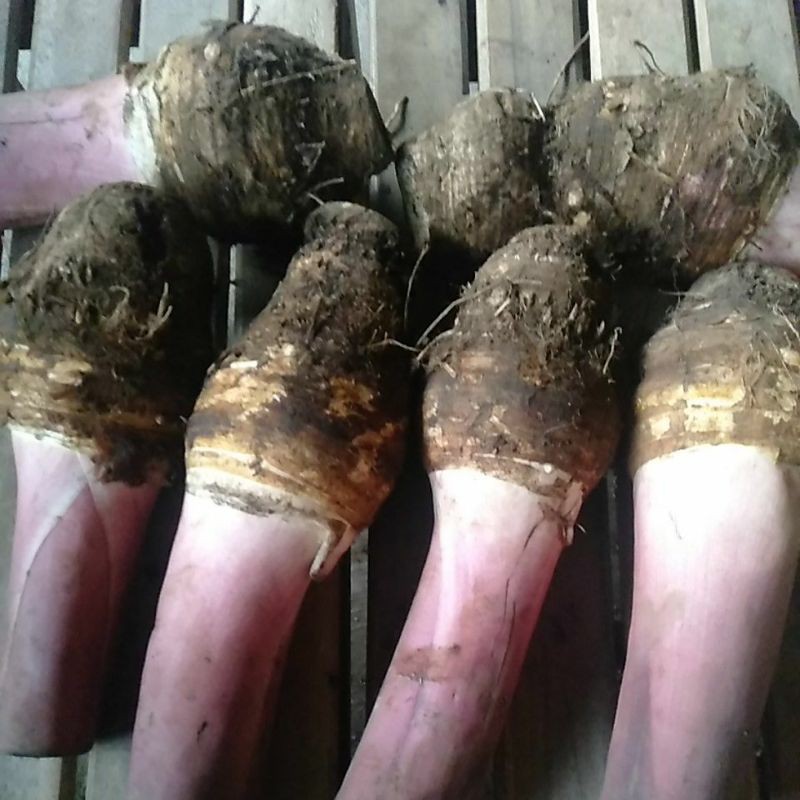 

Umbi Talas Bentoel ungu segar minim order 4 kg@