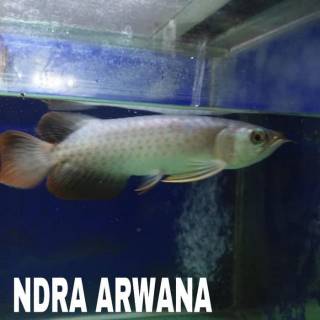 Arwana super red chili / arwana super red blood grade A ...