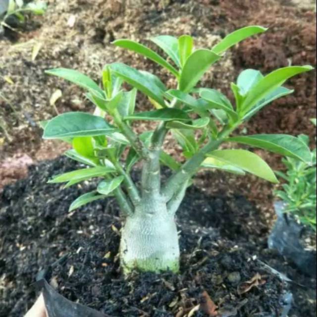 Pohon bonsai adenium arabicum obesum-bibit tanaman bonsai adenium